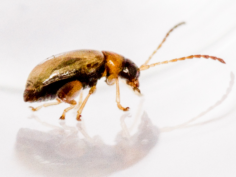 Longitarsus gracilis