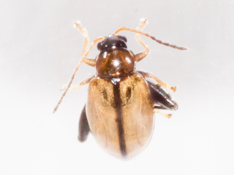 Longitarsus melanocephalus