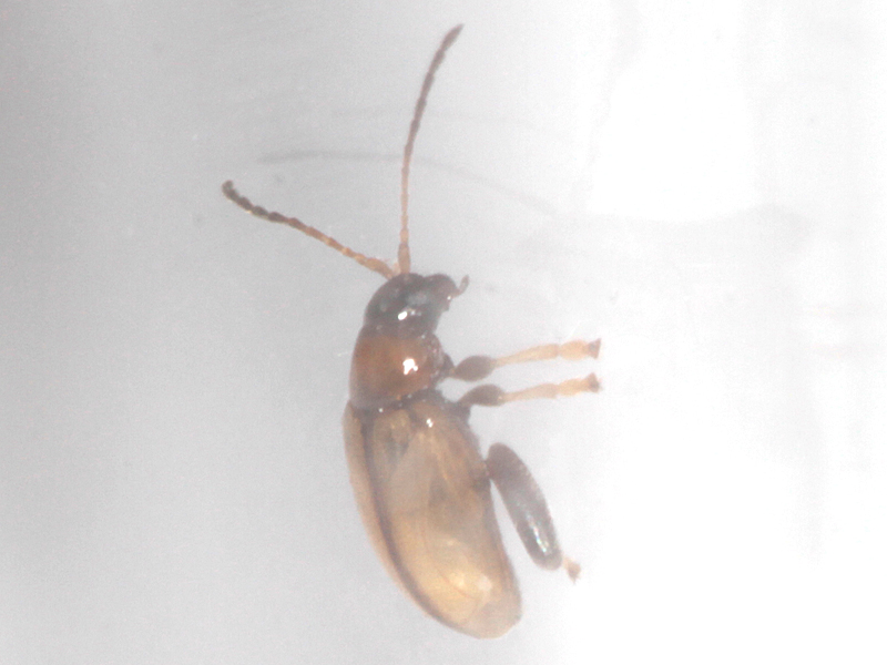 Longitarsus melanocephalus