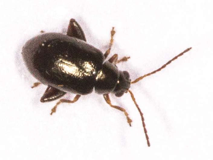 Longitarsus parvulus