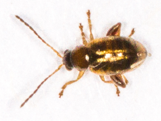 Longitarsus pratensis