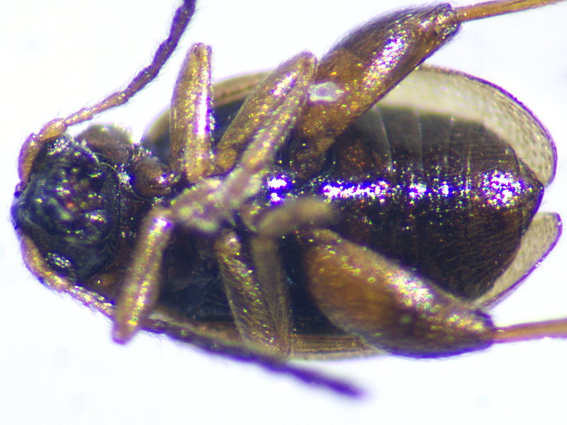 Longitarsus pratensis