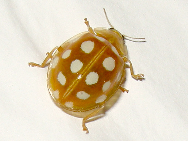 Halyzia sedecimguttata