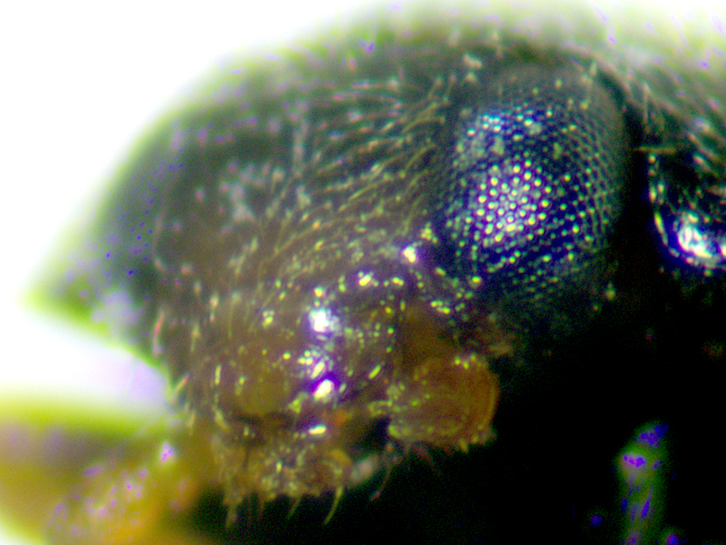 Scymnus auritus