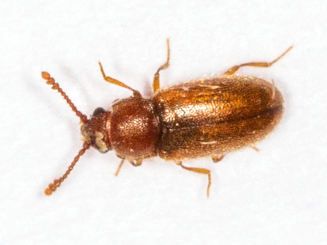 Crpyptophagus scanicus