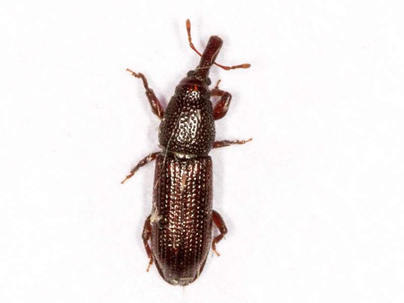 Euophryum confine