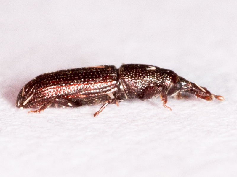 Euophryum confine