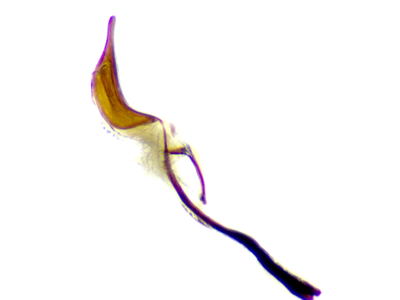 Sitona obsoletus