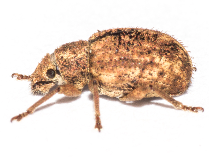 Strophosoma melanogrammum