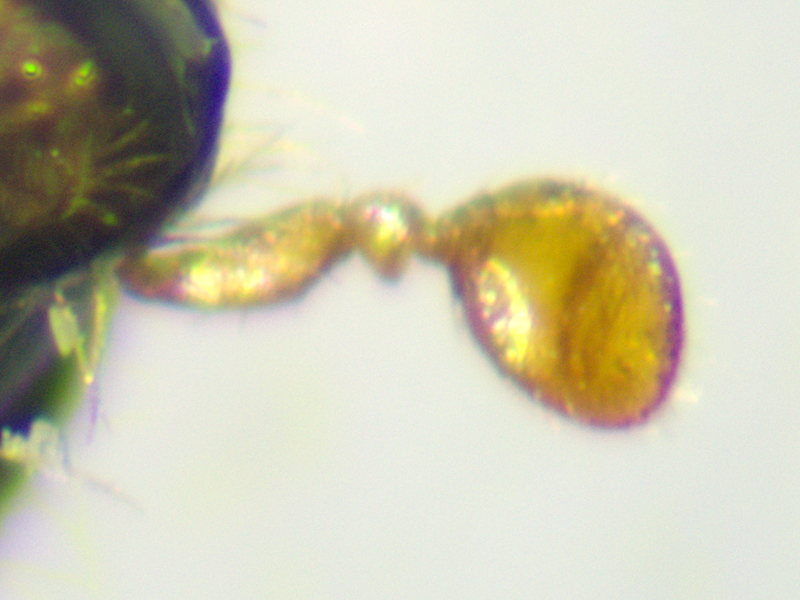 Xyleborinus saxesenii