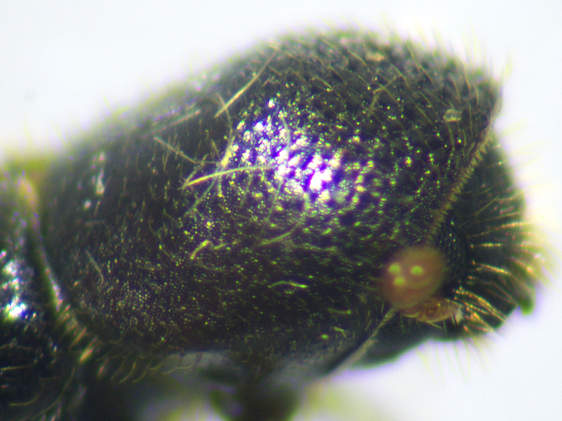 Xyleborinus saxesenii