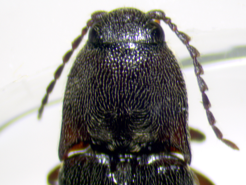 Melanotus villosus