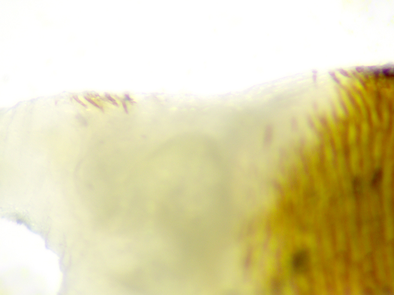 Melanotus villosus
