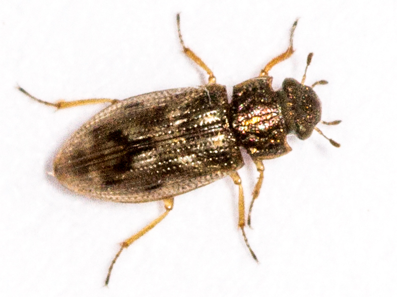 Helophorus brevipalpis