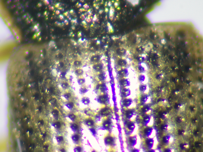 Helophorus brevipalpis