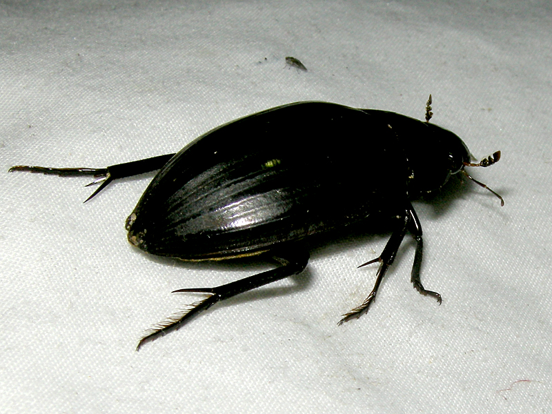Hydrophilus piceus