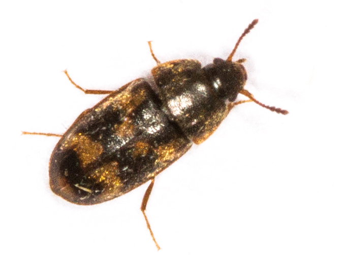 Litargus connexus