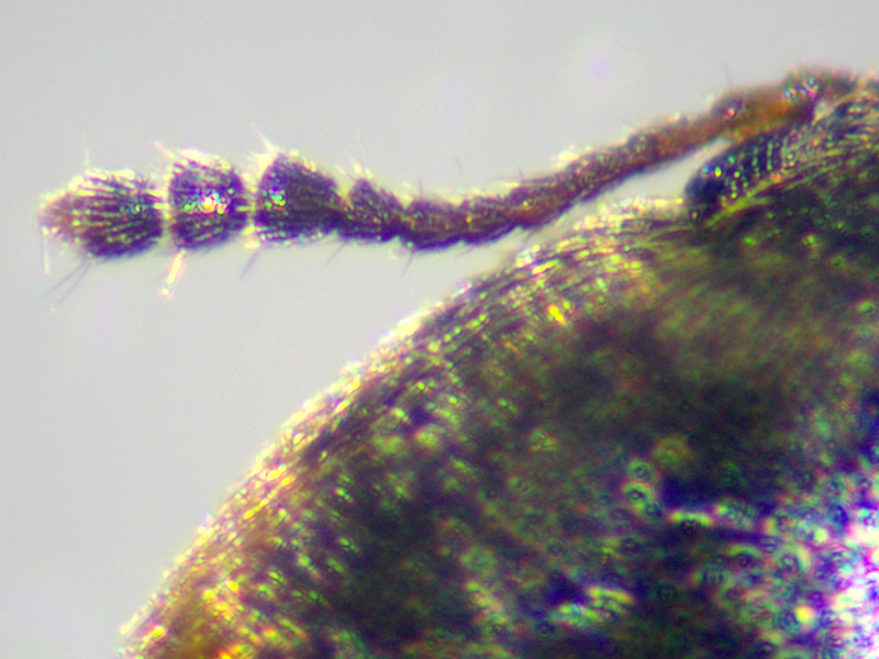 Litargus connexus