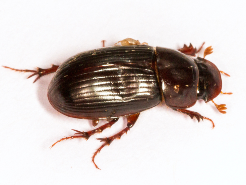 Acrossus rufipes