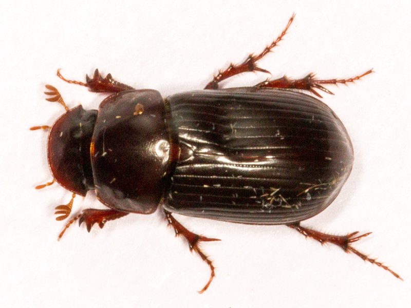 Acrossus rufipes