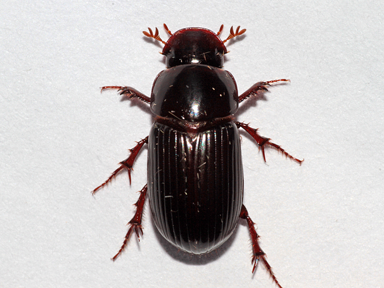 Acrossus rufipes