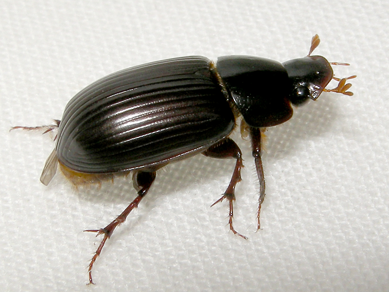 Acrossus rufipes