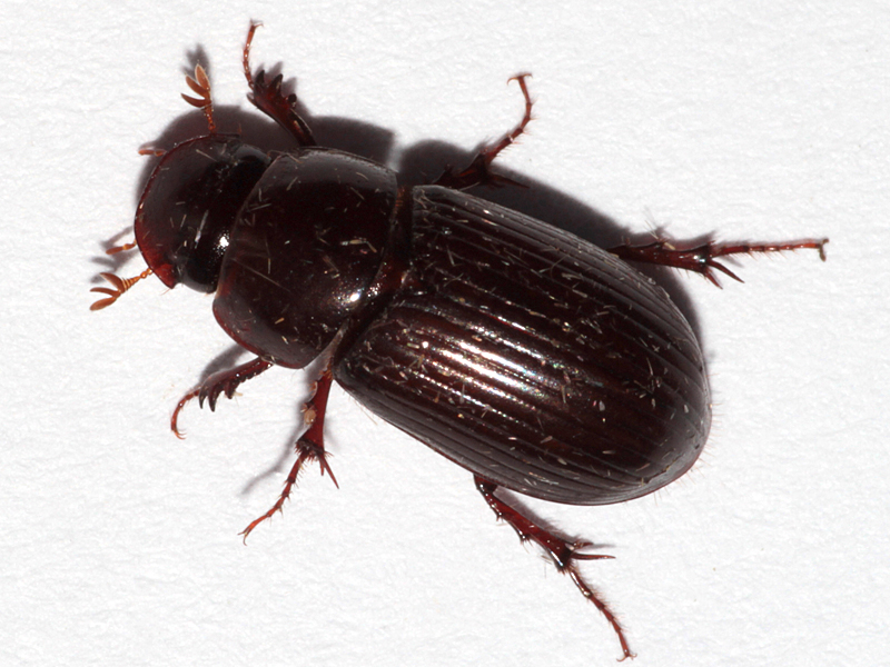 Acrossus rufipes