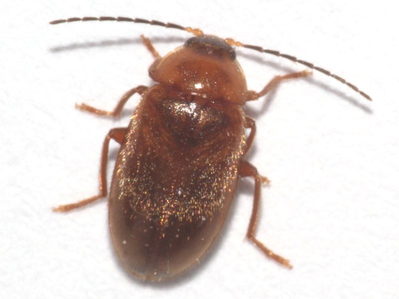 Elodes sp.