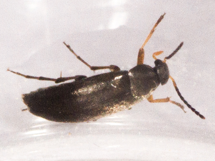 Anaspis garneysi