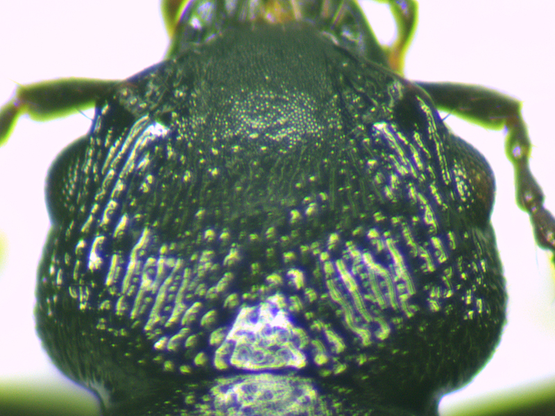 Anotylus rugosus