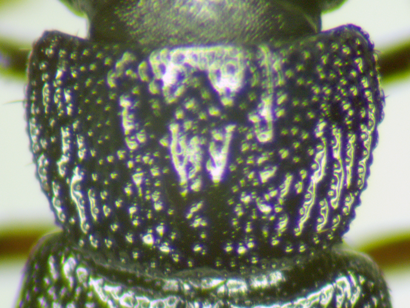 Anotylus rugosus