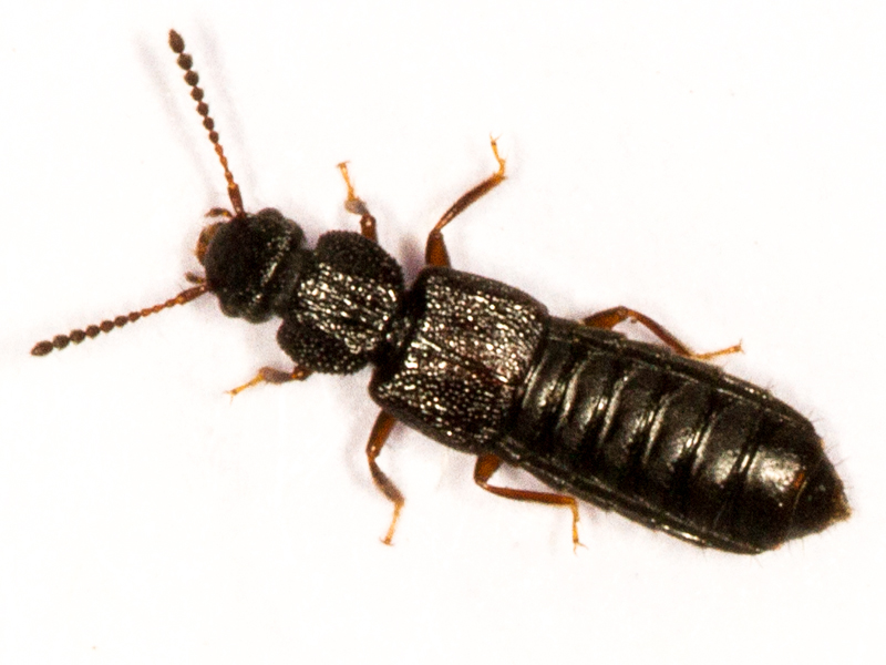 Anotylus rugosus