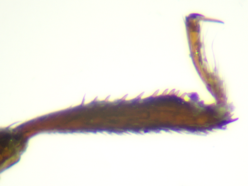 Anotylus rugosus