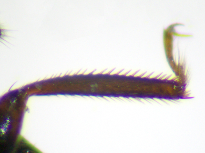 Anotylus rugosus