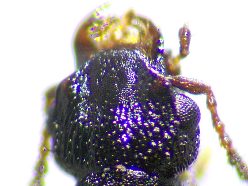 Anotylus rugosus