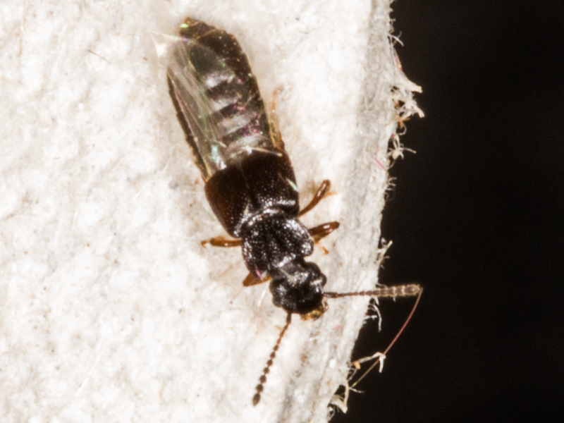 Anotylus rugosus