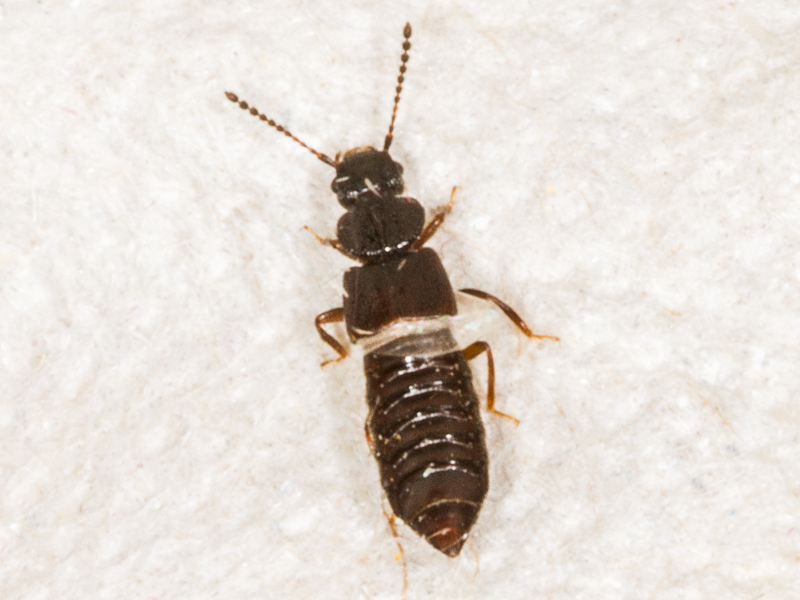 Anotylus rugosus