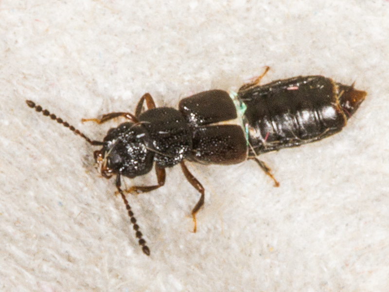 Anotylus rugosus