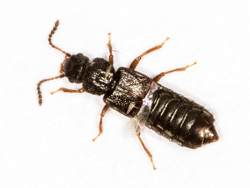 Anotylus rugosus