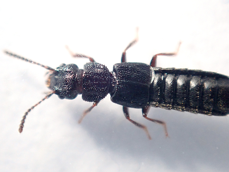Anotylus rugosus