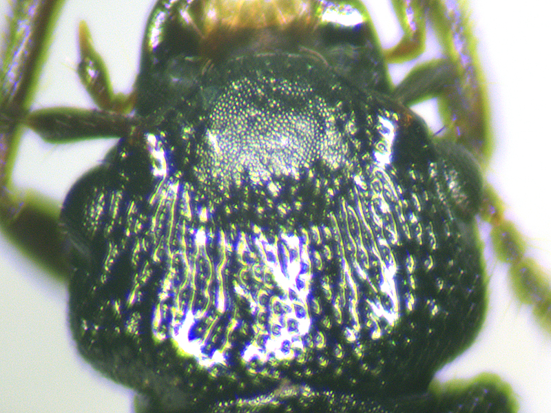 Anotylus rugosus