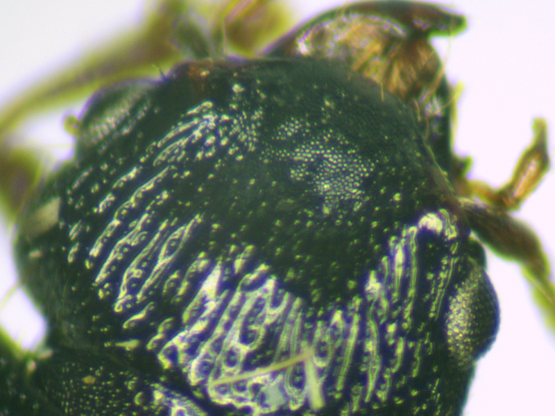 Anotylus rugosus