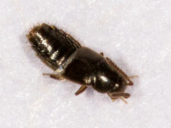 Atheta fungi