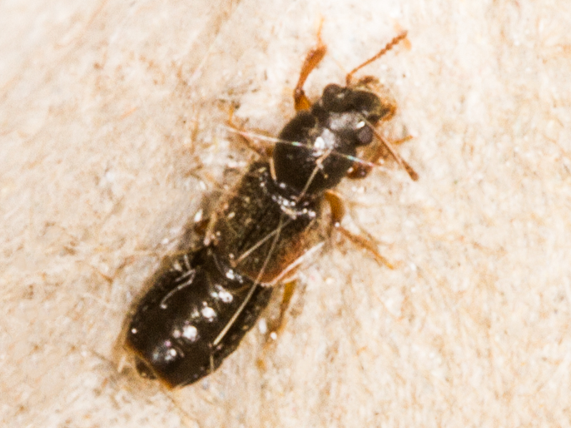 Bledius dissimilis