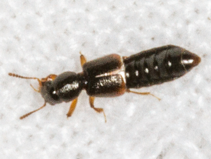 Bledius dissimilis