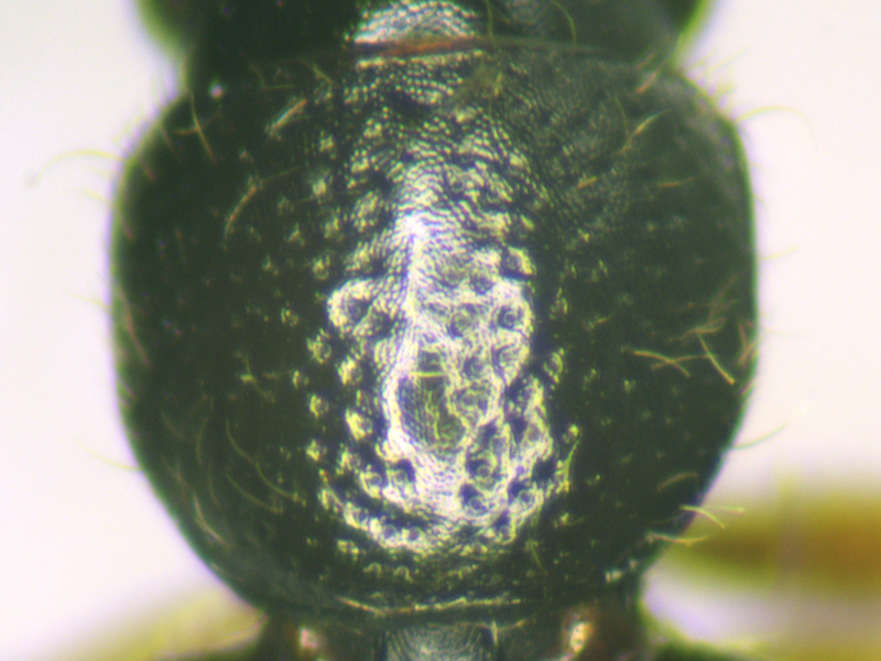 Bledius dissimilis