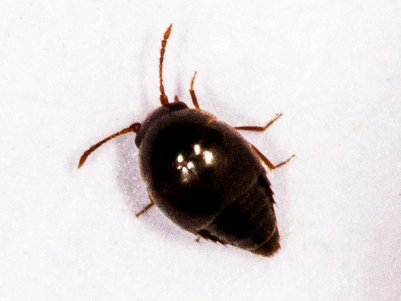 Cypha longicornis