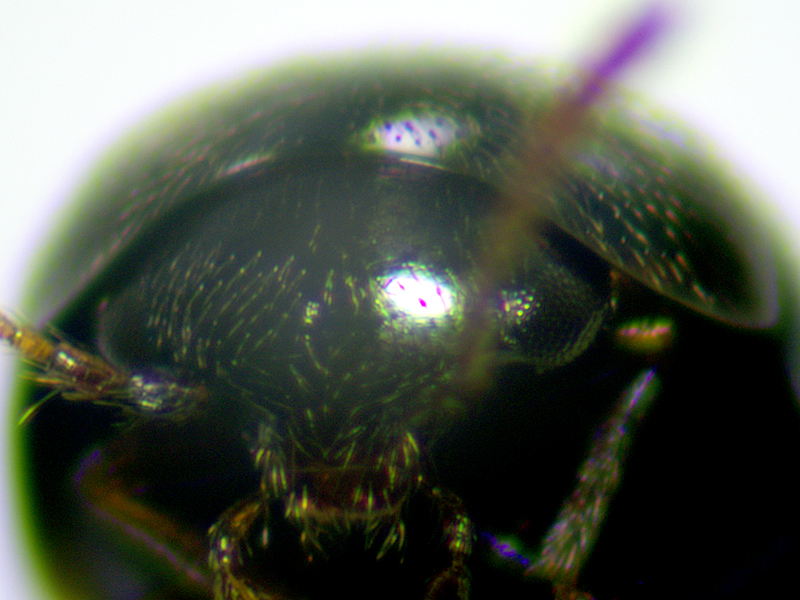 Cypha longicornis