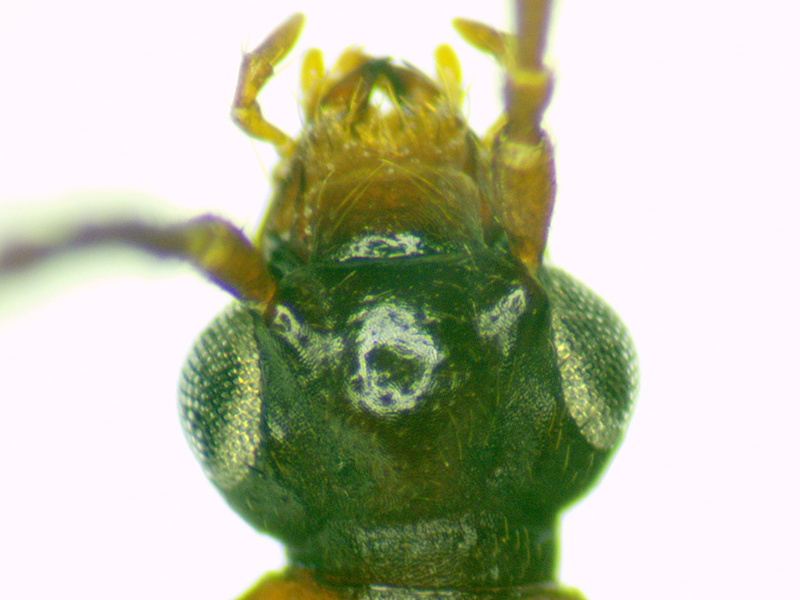 Deleaster dichrous