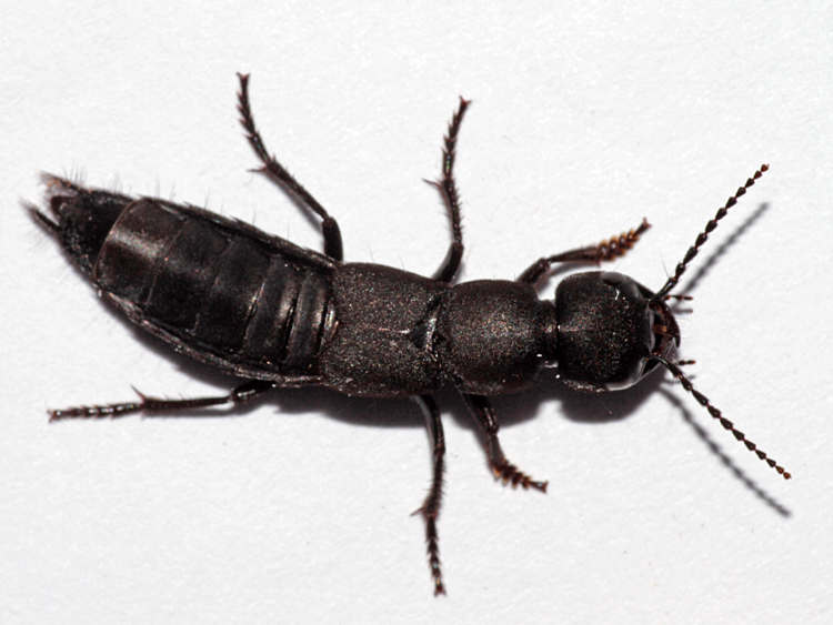 Ocypus olens